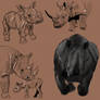 Rhino studies