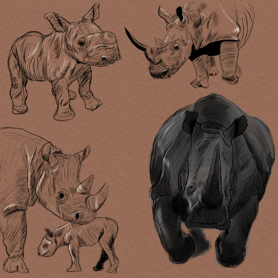 Rhino studies by SamuelVI1 on DeviantArt