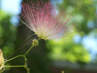 Flower close up