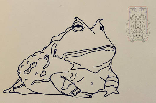 Frog 5