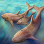 Alula Whale