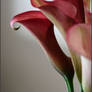 burgundy calla 2