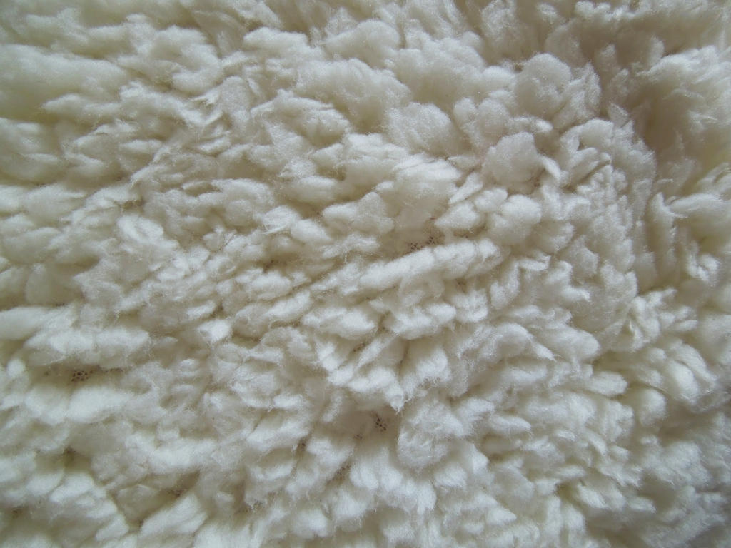 Texture sheep wool