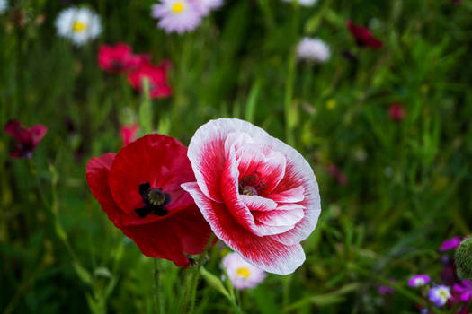 Red And White Poppy