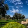Olive Trees in Palestine