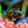 Mandarin Goby