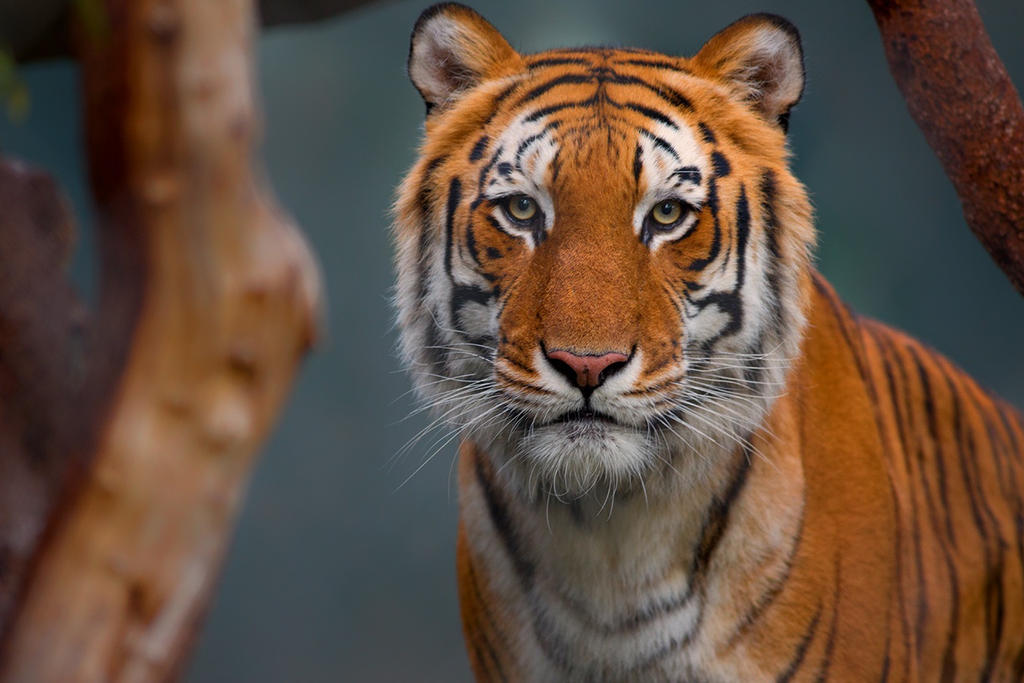 Tiger by LifeCapturedPhoto
