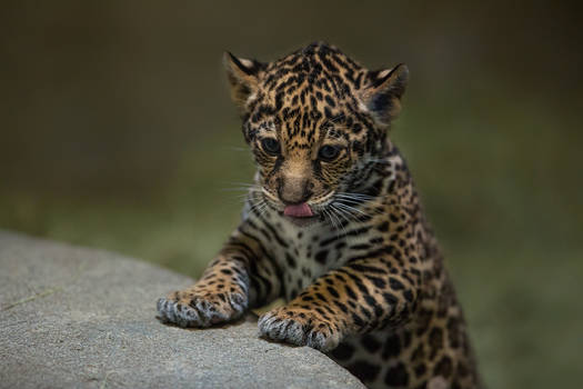 Jag cub