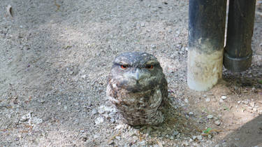 Frogmouth