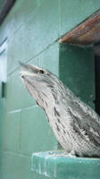 Tawny Frogmouth