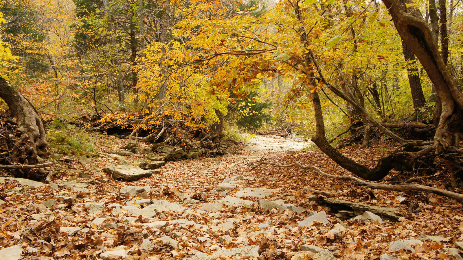 Fall Creek Bed 2