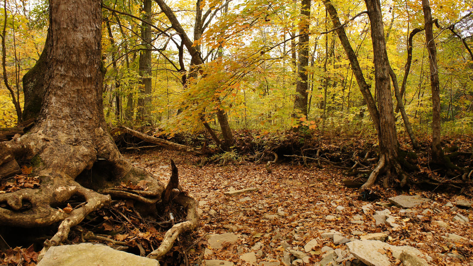 Fall Creek Bed 6