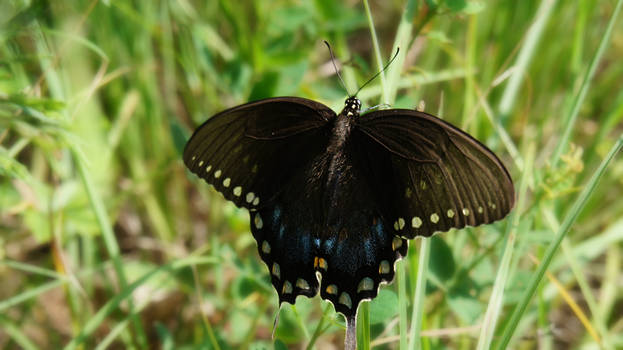 Black Swallowtail