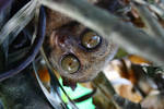 Peek-a-boo by ennuism