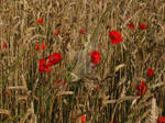 Poppy field by BlueBitArt