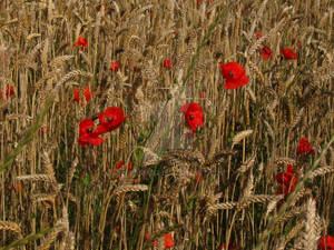 Poppy field by BlueBitArt