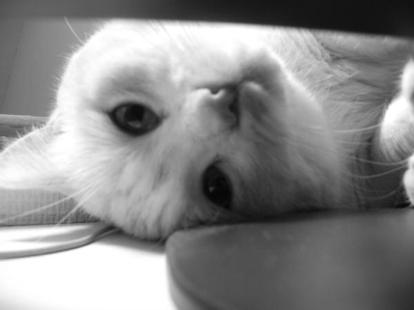 Mon minou by boudin-jiji on DeviantArt
