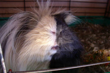 Ciastek - guinea pig 004