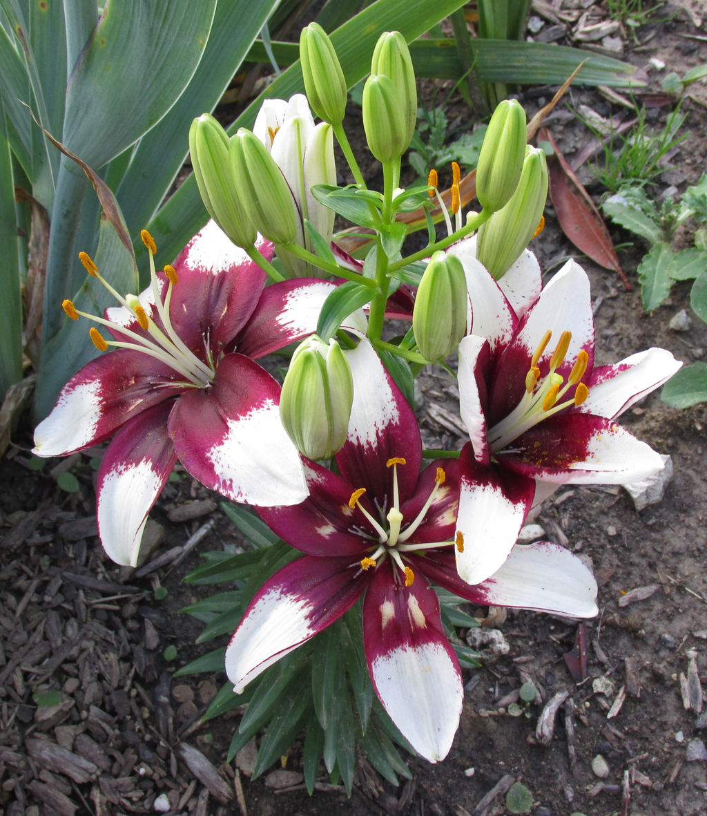 Asiatic Lilies 3