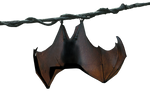 Hanging Bat