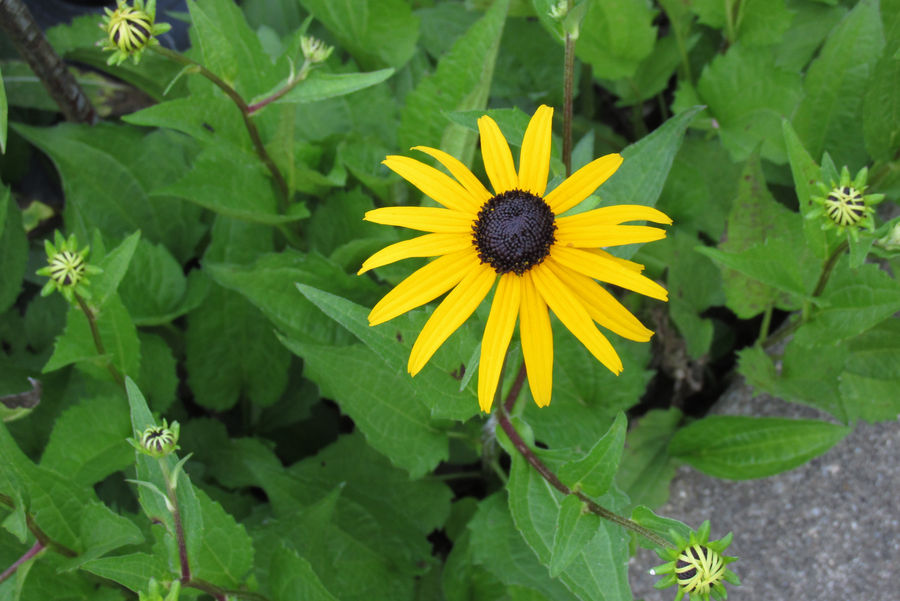 Black Eyed Susan Image 2530