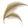 Golden Feathers