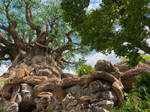 AK Tree of Life WDW IMG 1917 by TheStockWarehouse
