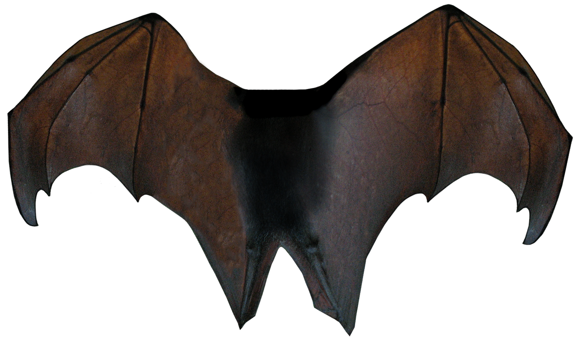 Bat Wings Clear-Cut Stock Resource by TheStockWarehouse on DeviantArt