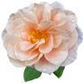 Blushing Rose Stock Photo IMG 6200