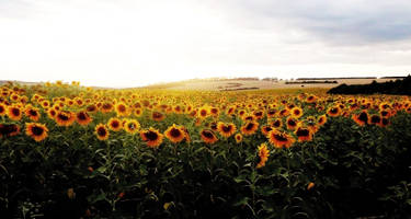 sunflowers