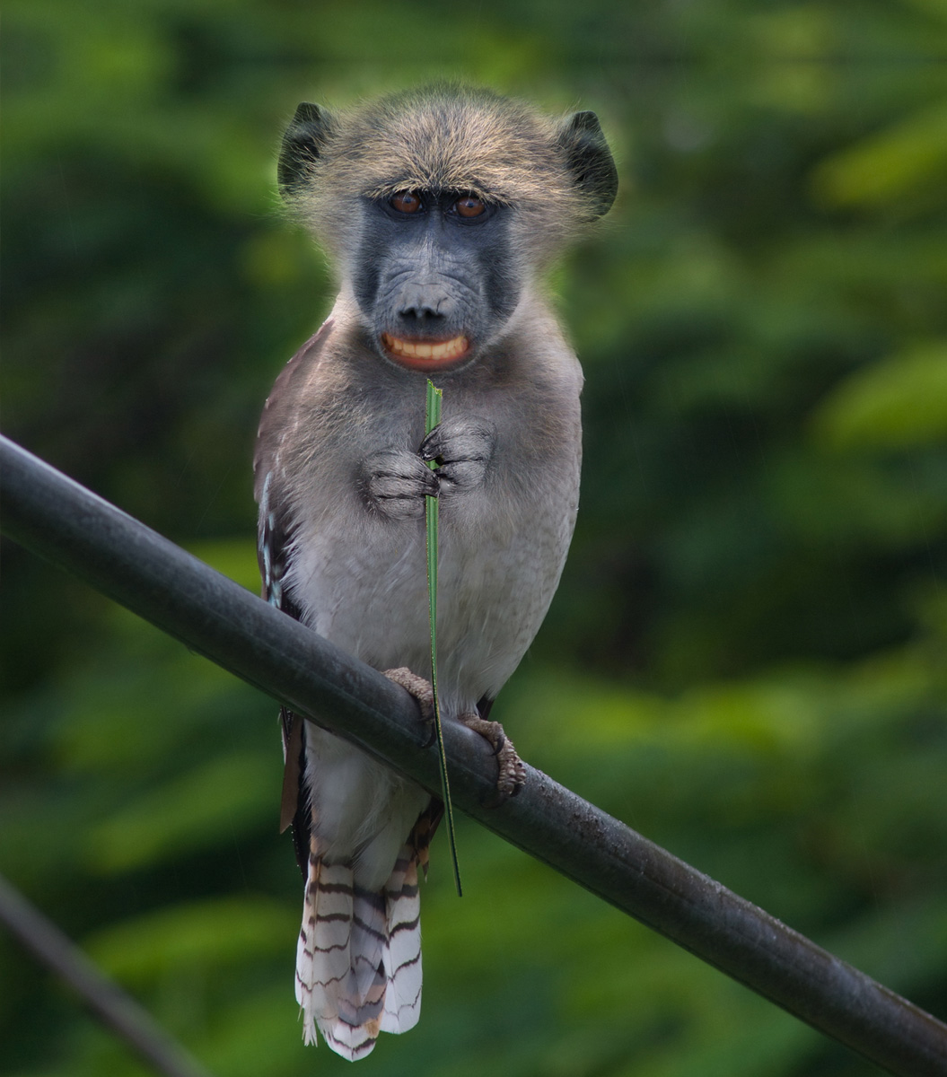Monkeybird by mceric
