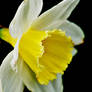 Daffodil