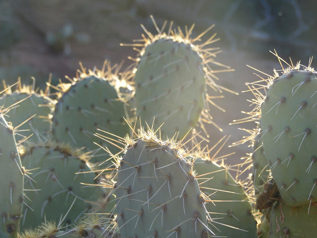 Cacti