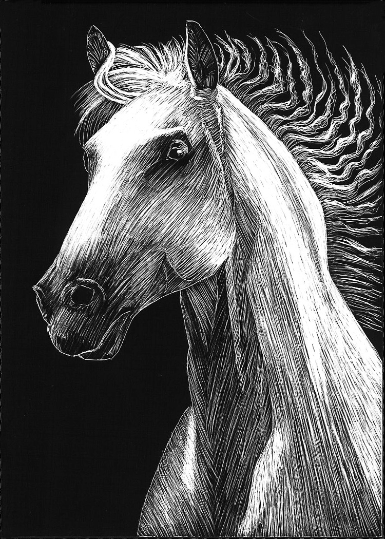 scratchboard white horse