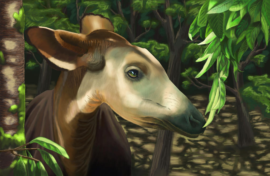Okapi by 3Beccaboo on DeviantArt