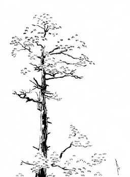 Tree in Ink