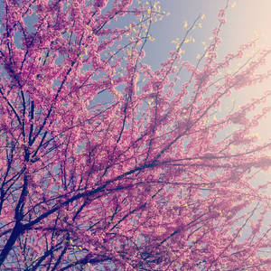 Sunlight Pink by shadowseyez Sunlight Pink by shadowseyez