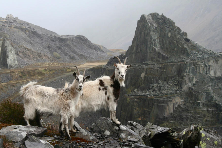 Mountain Goats by Rhyn-Art Mountain Goats by Rhyn-Art