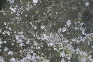 aged wall stock