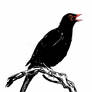 Inktober #10 - Blackbird