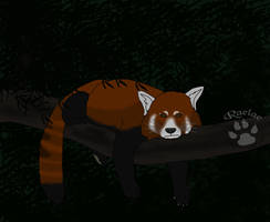 Red Panda