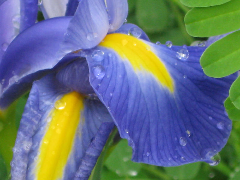 2011, Iris Dew