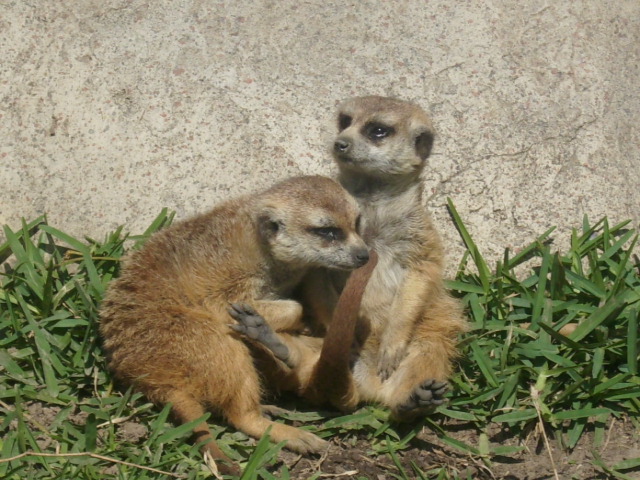 Meerkats