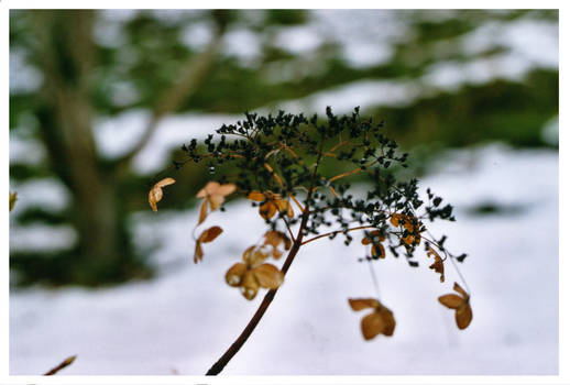 autumn+winter plant