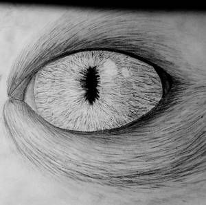 Eye