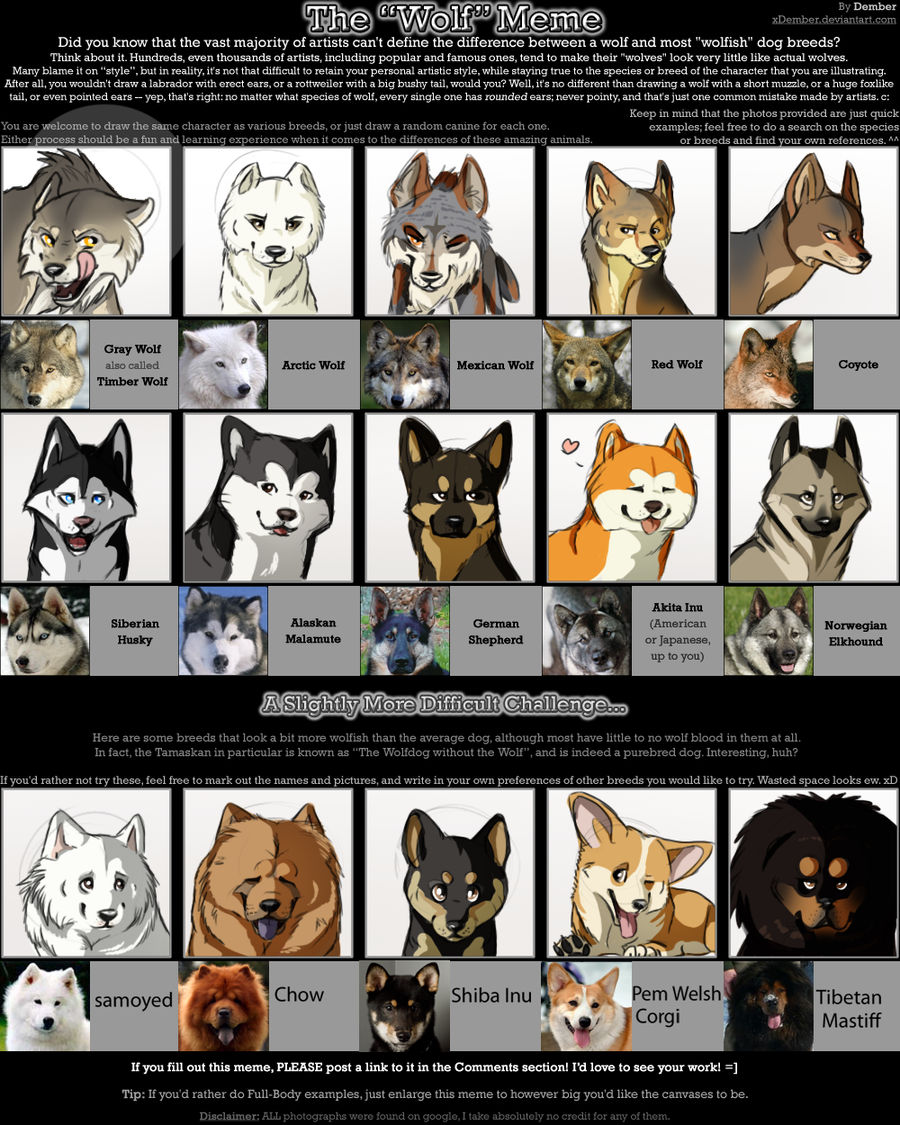 Wolf Meme By Bonday On Deviantart Wolf Meme By Bonday On Deviantart
