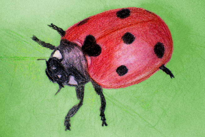 Ladybug *~still in spring mood...*