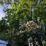 Spring flowers