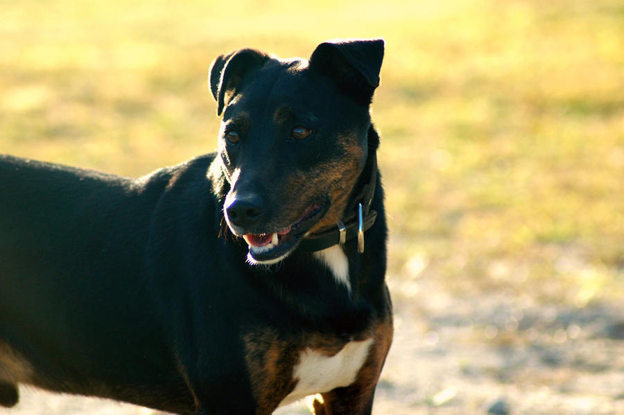 Skippy Dog by Annas-Day-Dreams on DeviantArt