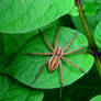 Wolf Spider